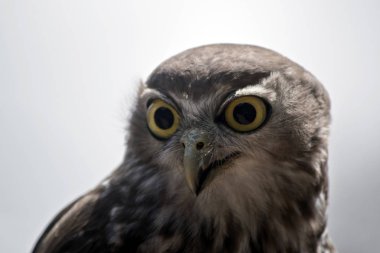 havlayan baykuş yakın bu