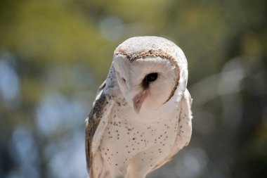 peçeli baykuş yakın bu  