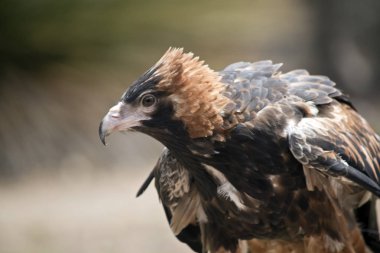 siyah kruvaze akbaba yakın bu