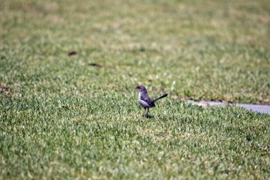 Bu yan bir peri wren çimenlerin üzerinde görülmektedir