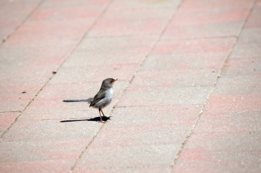 kadın peri wren tuğla üzerinde yürüyor