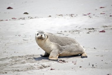 deniz aslanı Kanguru Adası'nda mühür Koyu'ndaki plajda yürüyor