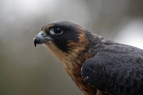 Este Primer Plano Australiano Hobby Falcon — Foto de Stock