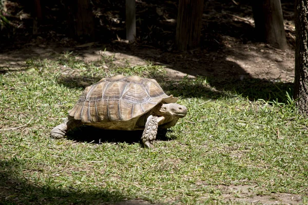 Detta Sidovy Aldabra Giant Sköldpadda — Stockfoto