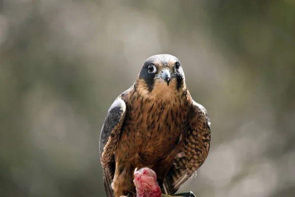 Австралійський Хобі Falcon Їдять Курку — стокове фото