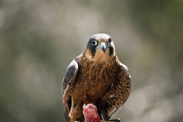 Falcão Hobby Australiano Está Comendo Frango — Fotografia de Stock