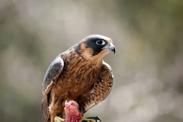 Est Gros Plan Faucon Australien Hobby — Photo