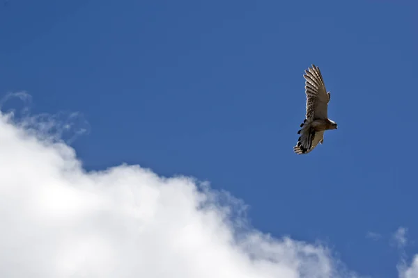 Australian Nankeen Kestrel Flying High Sky — Stock Photo, Image