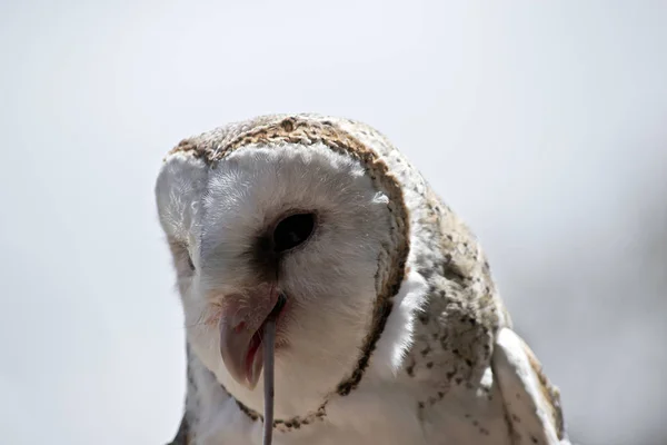 Dies Ist Eine Nahaufnahme Einer Schleiereule Die Eine Schwarze Ratte — Stockfoto