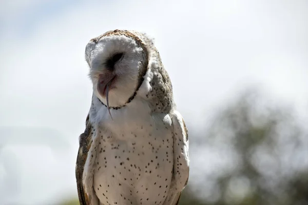 Close Barn Owl Eating — Stock Photo, Image