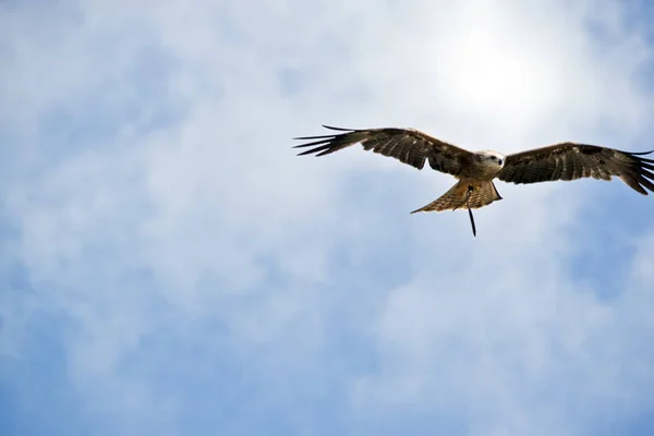 Black Kite Flying High Sky — Stock Photo, Image