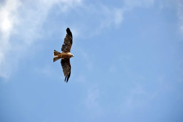 Black Kite Flying High Sky — Stock Photo, Image