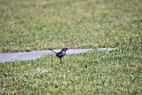 Yan Bir Peri Wren Çimenlerin Üzerinde Görülmektedir — Stok fotoğraf