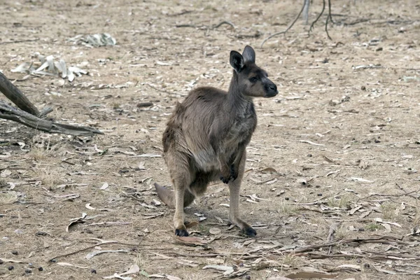 Canguro Isla Canguro Está Pie Medio Paddock — Foto de Stock