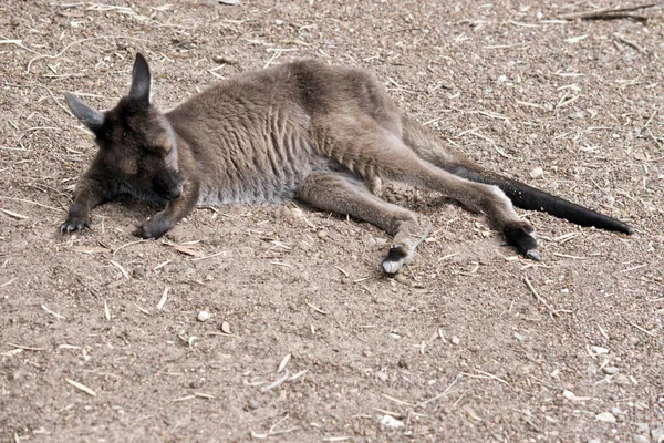 Young Kangaroo Island Kangaroo Very Friendly Has Been Hand Raised — Stock Photo, Image