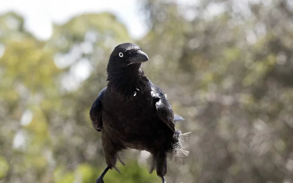 Australiska Korpen Ser Som Kråka — Stockfoto