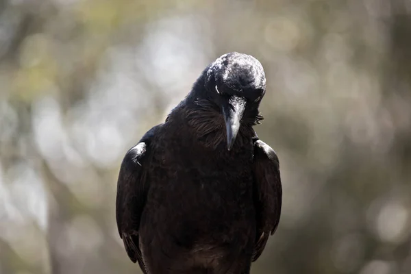 这是一个接近的乌鸦 — 图库照片