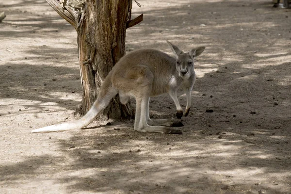 Genç Kırmızı Kanguru Serinlemek Için Gölgeli Bir Ağacın Altında — Stok fotoğraf
