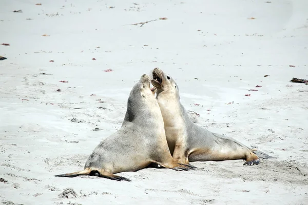 the two sea-lions are fighting on the beach on Seal Bay