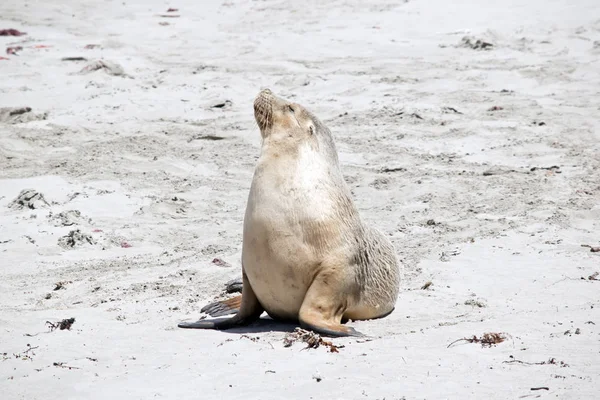 Sea Lion Resting Beach Seal Bay Kangaroo Island — Stock Photo, Image