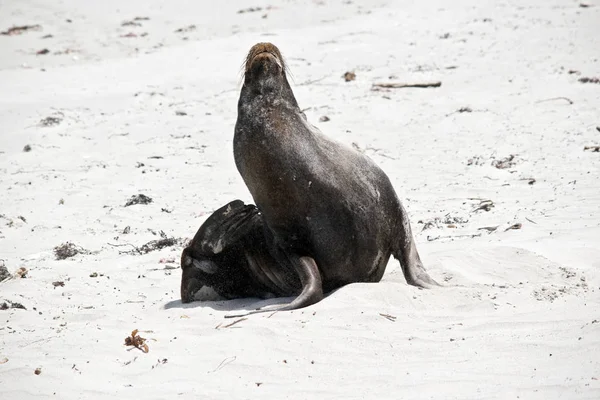 Mannelijke Zeeleeuw Rusten Het Strand Van Seal Bay Kangaroo Island — Stockfoto