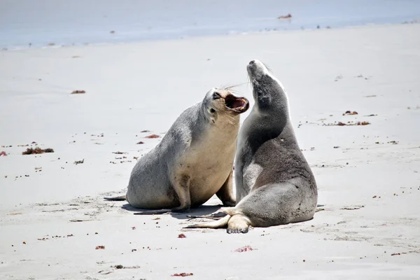 Lvouni Bojují Pláži Seal Bay — Stock fotografie