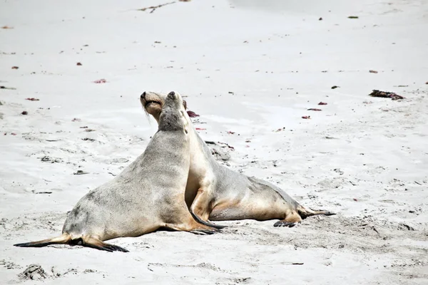 Twee Zeeleeuwen Strijden Het Strand Van Seal Bay — Stockfoto