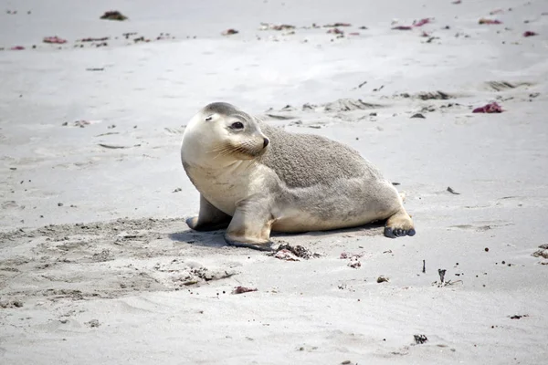 Sea Lion Walking Beach Seal Bay Kangaroo Island — Stock Photo, Image