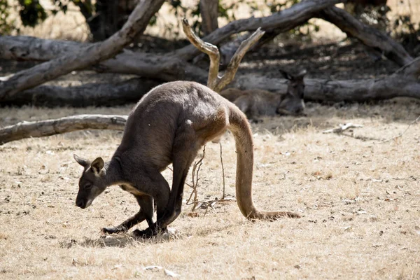 Side View Wallaroo Which Kangaroo Wallaby Size — Stock Photo, Image