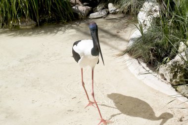 siyah boyun leylek pembe bacaklar ile büyük bir kuştur. Yiyecek arayan bir havuzda suda yürümek