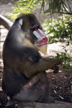 Mandrill'di yaprakları yeme dinleniyor