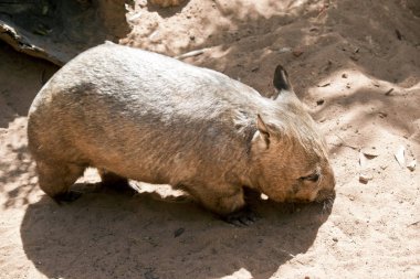 Bu bir yiyecek arayan bir Kıllı burunlu wombat yan görünümüdür