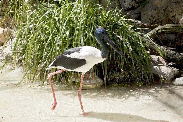 Cigogne Cou Noir Est Grand Oiseau Aux Pattes Roses Patauge — Photo