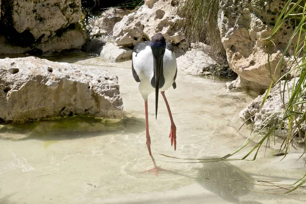 木黒ハイネック コウノトリが食べ物を探して小さな池で水遊び — ストック写真