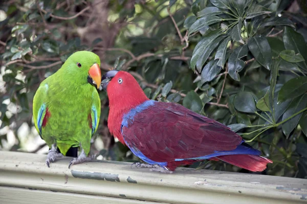 Two Eclectus Parrots Sharing Food Part Mating Courtship Male Green — Stock Photo, Image