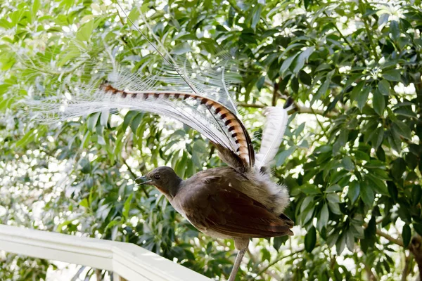 Uccello Della Lira Coda Alzata Farlo Sembrare Più Grande Spaventare — Foto Stock