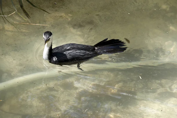 Kormoran Srokaty Jest Pływanie Małym Stawie — Zdjęcie stockowe