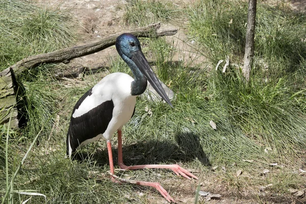 Cigogne Cou Noir Est Grand Oiseau Aux Pattes Roses Repose — Photo