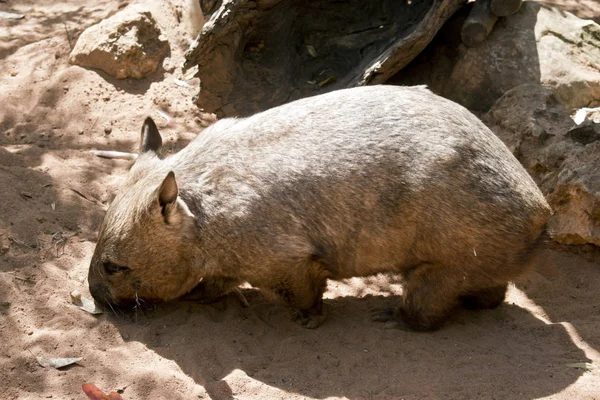 Side View Hairy Nosed Wombat Looking Food — Stock Photo, Image