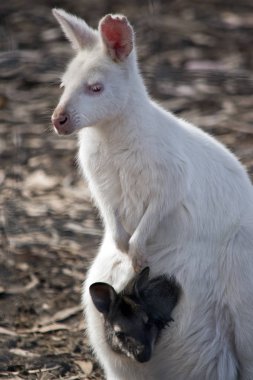 albino Batı gri kanguru kahverengi joey onu çanta içinde vardır.