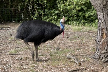 Bu bir cassowary yan görülmektedir