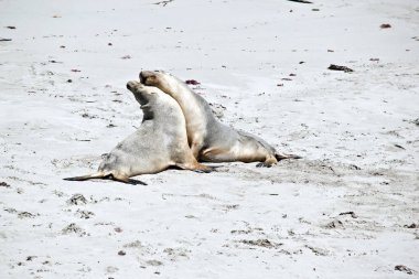 iki deniz aslanları mühür Koyu'ndaki plajda mücadele ediyoruz