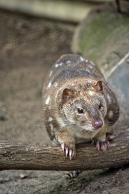 Benekli Benekli'yi bir kedi gibi görünüyor bir oturum duruyor