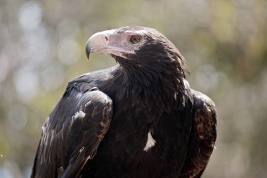 Bu bir kama kuyruklu kartalın yakın çekimi.