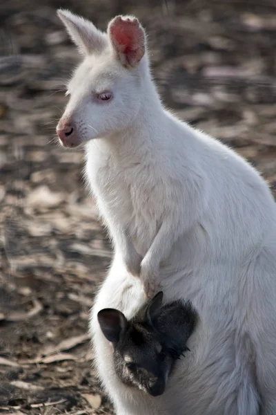 Albino Batı Gri Kanguru Kahverengi Joey Onu Çanta Içinde Vardır — Stok fotoğraf