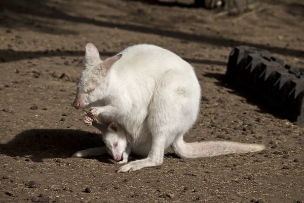 Anne Albino Kanguru Bebek Joey Ile Onun Çanta Içinde Yiyor — Stok fotoğraf