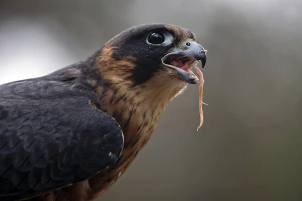 Este Primer Plano Australiano Hobby Falcon Comiendo Ratón — Foto de Stock
