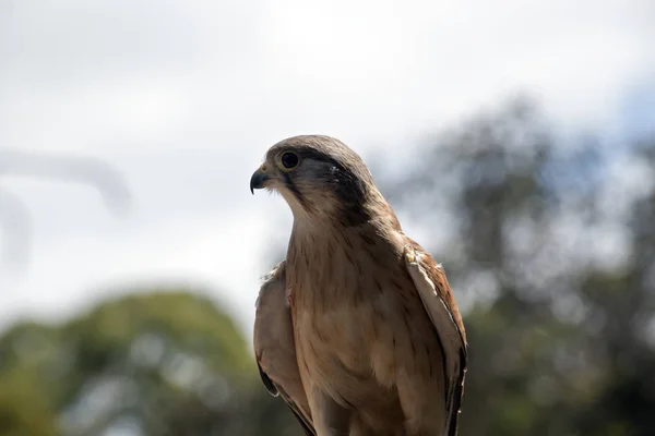 Detta Närbild Australisk Nankin Kestrel — Stockfoto