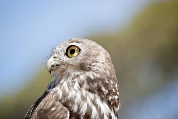 Close Barking Owl — Stock Photo, Image
