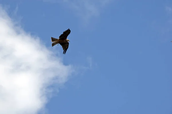 Aquilone Nero Vola Alto Nel Cielo — Foto Stock